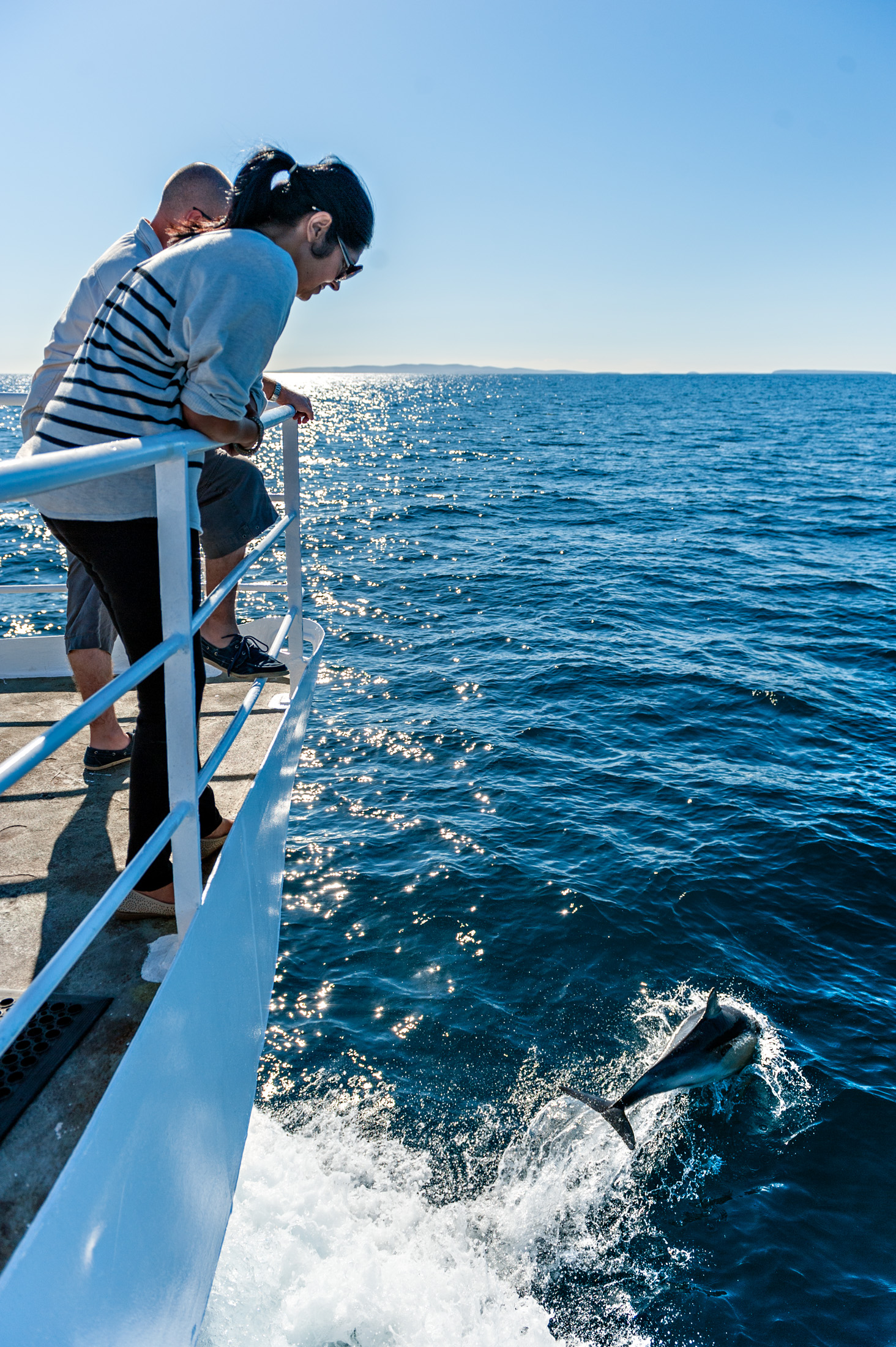 Great White Expedition (3 Nights) 2020